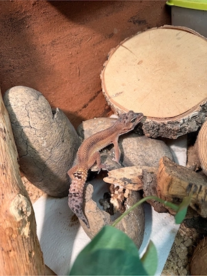 Leopardgeckos Weibchen 