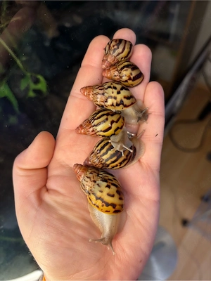 Achatschnecke Lissachatina allisa Sansibar 