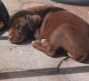Dobermann Welpen 
