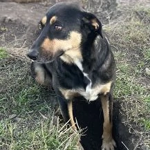 Ginger B ca. 52 cm   die Genießerin