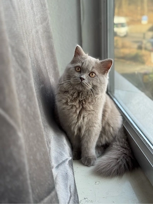 Paarungspartnerin gesucht 