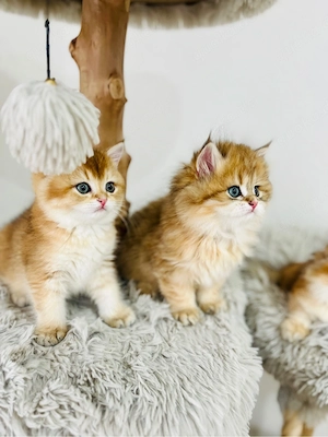 Wunderschöne BKH BLH kitten in shell Bild 9