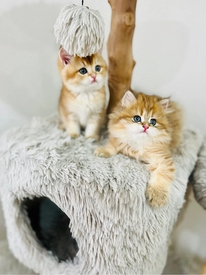 Wunderschöne BKH BLH kitten in shell Bild 7