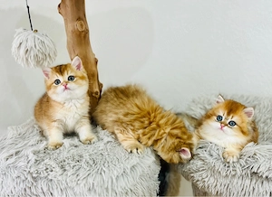 Wunderschöne BKH BLH kitten in shell Bild 4