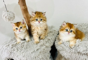 Wunderschöne BKH BLH kitten in shell Bild 3