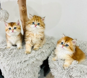 Wunderschöne BKH BLH kitten in shell Bild 5