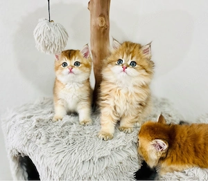 Wunderschöne BKH BLH kitten in shell Bild 6