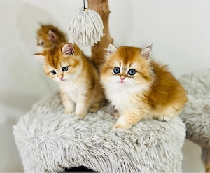 Wunderschöne BKH BLH kitten in shell Bild 2