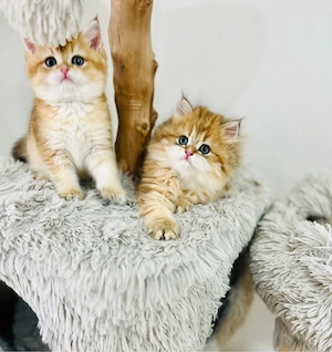 Wunderschöne BKH BLH kitten in shell Bild 8