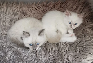 Heilige Birma Kitten Mädchen und Katerchen 