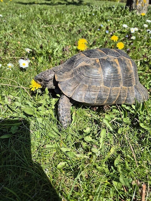 Maurische Landschildkröte männlich 