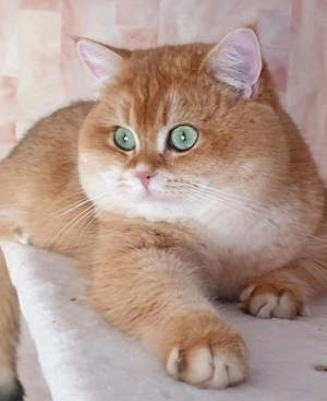 Wunderschöne BKH BLH kitten in shell Bild 10