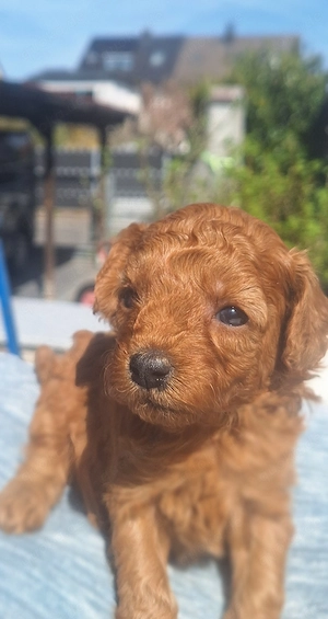 Zwergpudel&Toypudel Welpen