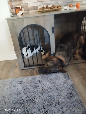 Tommy    sucht ein liebevolles zu Hause  Bild 5