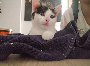 Tommy    sucht ein liebevolles zu Hause  Bild 2