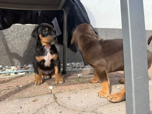 Dobermann Welpen 