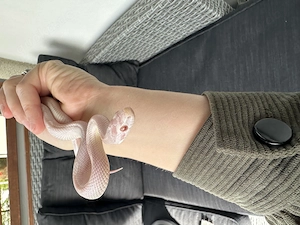 Weisse Kornnatter zu verkaufen 