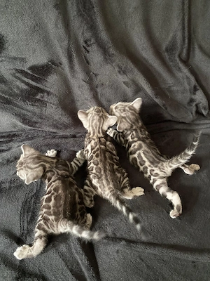 Schöne Bengal-Kitten zum Reservieren !