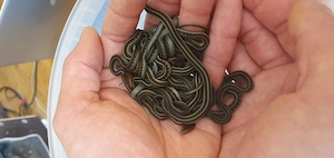 Thamnophis sirtalis infernalis Jungtiere