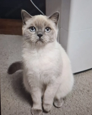 Wurfankündigung BKH Kitten Baby Kätzchen 