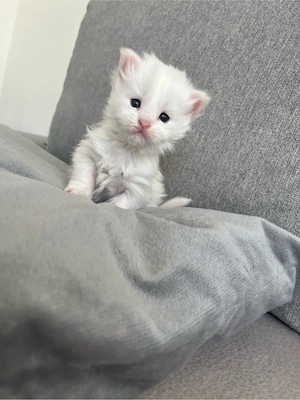 Wunderschöne Maine Coon Kitten 