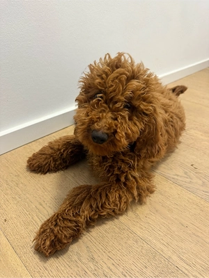 toy pudel rüde 1 jahr alt 