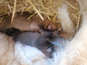 2 Jungs suchen ein neues Zuhause 