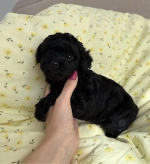 toy pudel mini welpe  Bild 2