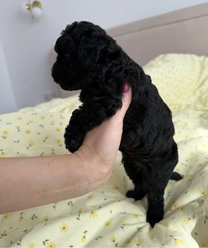 toy pudel mini welpe  Bild 3