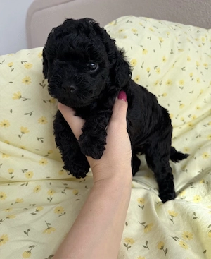 toy pudel mini welpe  Bild 4