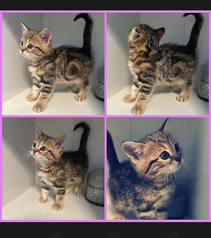 BKH Kitten in Tabby 
