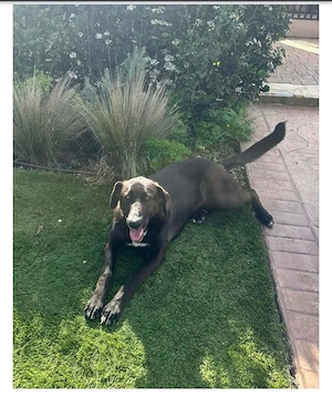 Die süße Nena sucht ein Zuhause