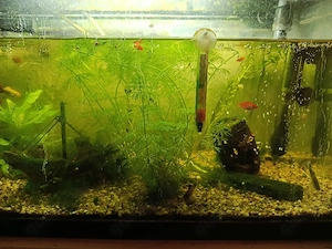 Platy babys zu verkaufen