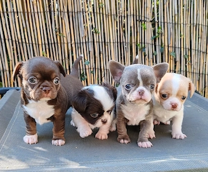 *Chihuahua Welpen mit Ahnentafel Körzucht*