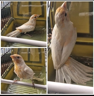 Karmingimpel Pärchen 