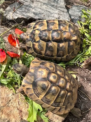 2 weibliche Griechische Landschildkröten adult