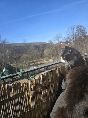 Kleiner Kevin zu verkaufen