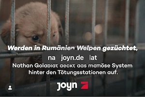 Hundefreunde    bitte lesen und TEILEN 