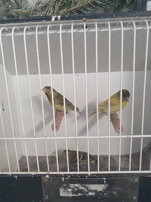 Erlenzeisig Mutation 