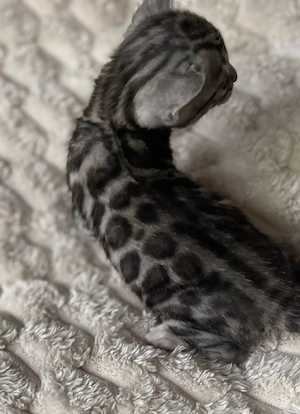Schöne Bengal-Kitten zum Reservieren !