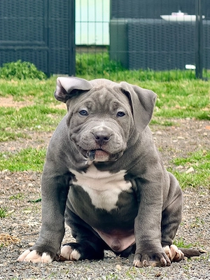 American Bully XXL ABKC