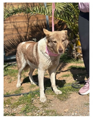 Nana sucht ein schönes Zuhause