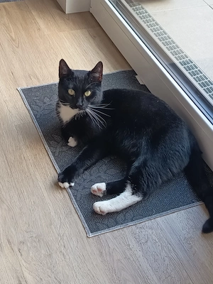 Wohnungs Katze in sehr gutem Händen abzugeben.