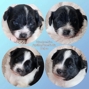 Wunderschöne Papillon Pomchi Mix Welpen 