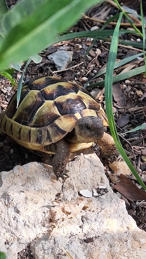 Maurische Landschildkröten Testudo Graeca 