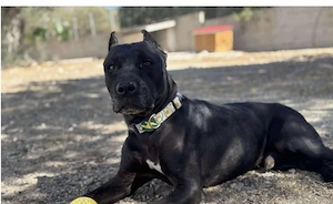 Nelson sucht ein schönes Zuhause