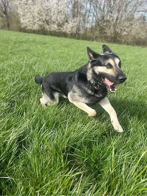 Osteuropaischer Schaferhund deckrüede