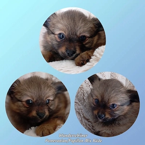 Wunderschöner Pomeranian Papillon Mix Welpe