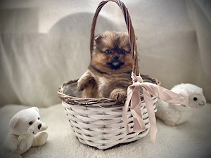 Die letzen zwei pomeranian zwergspitzwelpen suchen ihr Zuhause 