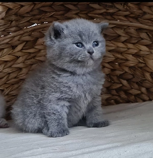 Wunderschöne Britisch Kurzhaar BKH Kitten blau grau